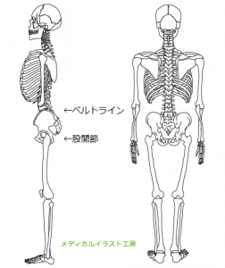 図４ ベルトラインと股関節 ベルトラインに曲げられる関節はない。曲げられるのは股関節だ。