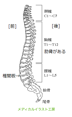 図１ 背骨を左側から見たところ