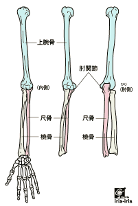 回らないところを回そうとして 痛い 身体の構造 肘